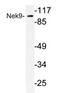 NIMA Related Kinase 9 antibody, AP20364PU-N, Origene, Western Blot image 