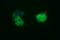 Tubulin Beta 2B Class IIb antibody, LS-C174819, Lifespan Biosciences, Immunofluorescence image 