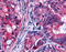 EPH Receptor B2 antibody, TA341066, Origene, Immunohistochemistry frozen image 
