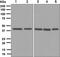 Heterogeneous Nuclear Ribonucleoprotein C (C1/C2) antibody, ab133607, Abcam, Western Blot image 