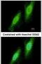 Tripartite Motif Containing 41 antibody, PA5-31737, Invitrogen Antibodies, Immunofluorescence image 