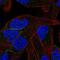 Protocadherin Beta 11 antibody, HPA045042, Atlas Antibodies, Immunofluorescence image 
