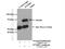 Syntaxin Binding Protein 1 antibody, 11459-1-AP, Proteintech Group, Immunoprecipitation image 