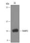 Receptor Activity Modifying Protein 2 antibody, AF6500, R&D Systems, Western Blot image 