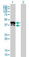 Glycerol-3-phosphate dehydrogenase, mitochondrial antibody, LS-C197332, Lifespan Biosciences, Western Blot image 