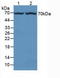 Alpha-L-Fucosidase 1 antibody, LS-C294167, Lifespan Biosciences, Western Blot image 