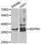 ARH1 antibody, PA5-76898, Invitrogen Antibodies, Western Blot image 