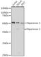 Heparanase antibody, GTX32650, GeneTex, Western Blot image 