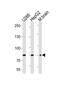 5'-Nucleotidase Ecto antibody, MBS9209922, MyBioSource, Western Blot image 