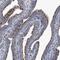 Nicotinic Acetylcholine Receptor alpha 3 antibody, NBP1-87534, Novus Biologicals, Immunohistochemistry frozen image 