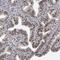 DNA Polymerase Delta 2, Accessory Subunit antibody, NBP1-90925, Novus Biologicals, Immunohistochemistry paraffin image 