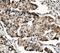 Mediator Complex Subunit 4 antibody, A06467-2, Boster Biological Technology, Immunohistochemistry frozen image 