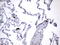 Ubiquitin Specific Peptidase 48 antibody, M09214, Boster Biological Technology, Immunohistochemistry paraffin image 