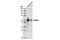 RUNX Family Transcription Factor 2 antibody, 8486S, Cell Signaling Technology, Western Blot image 