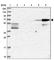 CAP-Gly Domain Containing Linker Protein Family Member 4 antibody, HPA043366, Atlas Antibodies, Western Blot image 