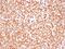 POU Class 2 Homeobox 2 antibody, GTX17727, GeneTex, Immunohistochemistry paraffin image 