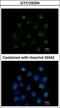 Secretion Associated Ras Related GTPase 1A antibody, GTX102204, GeneTex, Immunofluorescence image 
