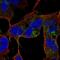 Calcium Voltage-Gated Channel Auxiliary Subunit Gamma 4 antibody, NBP2-55863, Novus Biologicals, Immunofluorescence image 