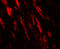 Praja Ring Finger Ubiquitin Ligase 1 antibody, 8069, ProSci, Immunofluorescence image 