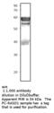 Ras Related Dexamethasone Induced 1 antibody, MBS540253, MyBioSource, Western Blot image 