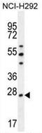 Peroxiredoxin 4 antibody, AP53439PU-N, Origene, Western Blot image 