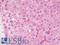 Interleukin 25 antibody, LS-C16047, Lifespan Biosciences, Immunohistochemistry frozen image 