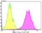 Calcium/Calmodulin Dependent Protein Kinase IV antibody, NBP2-76979, Novus Biologicals, Flow Cytometry image 