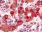 Arginine Vasopressin Receptor 1B antibody, NLS3739, Novus Biologicals, Immunohistochemistry frozen image 
