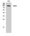 Glutamate Ionotropic Receptor AMPA Type Subunit 4 antibody, STJ93289, St John