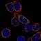 Immunoglobulin Lambda Like Polypeptide 1 antibody, HPA051134, Atlas Antibodies, Immunocytochemistry image 