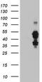 Schwannomin-interacting protein 1 antibody, CF504467, Origene, Western Blot image 