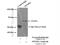 Protein Phosphatase 4 Regulatory Subunit 2 antibody, 22676-1-AP, Proteintech Group, Immunoprecipitation image 