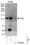 Ankyrin Repeat Domain 27 antibody, NBP1-50029, Novus Biologicals, Immunoprecipitation image 