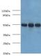 Histone Acetyltransferase 1 antibody, MBS1495078, MyBioSource, Western Blot image 