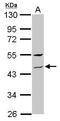 Zinc Finger Protein 514 antibody, GTX118950, GeneTex, Western Blot image 