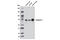 Synapsin I antibody, 6710S, Cell Signaling Technology, Western Blot image 
