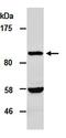 Activating Transcription Factor 1 antibody, orb66961, Biorbyt, Western Blot image 