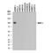 Bone Morphogenetic Protein 1 antibody, AF1927, R&D Systems, Western Blot image 
