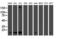 Phosphomevalonate Kinase antibody, LS-C173257, Lifespan Biosciences, Western Blot image 