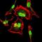 Cyclin Dependent Kinase 2 antibody, NBP2-37507, Novus Biologicals, Immunofluorescence image 