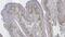 Androgen Receptor antibody, GTX01898, GeneTex, Immunohistochemistry paraffin image 