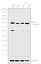 Lysine Acetyltransferase 5 antibody, PA5-34548, Invitrogen Antibodies, Western Blot image 