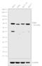 Lysine Acetyltransferase 5 antibody, PA5-34548, Invitrogen Antibodies, Western Blot image 