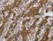 Interleukin 17 Receptor B antibody, LS-B15811, Lifespan Biosciences, Immunohistochemistry frozen image 
