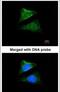 24-Dehydrocholesterol Reductase antibody, PA5-27944, Invitrogen Antibodies, Immunofluorescence image 