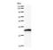 Lysine Acetyltransferase 5 antibody, LS-C342560, Lifespan Biosciences, Western Blot image 