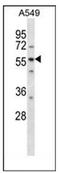 LSM14A MRNA Processing Body Assembly Factor antibody, AP52554PU-N, Origene, Western Blot image 