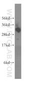 Tubulin Folding Cofactor B antibody, 15782-1-AP, Proteintech Group, Western Blot image 