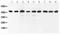 SRY-Box 7 antibody, LS-C313380, Lifespan Biosciences, Western Blot image 