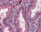 Acetylcholinesterase antibody, 51-987, ProSci, Immunohistochemistry paraffin image 